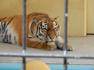 写真：7月17日ココア1