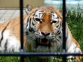 写真：6月16日ココア2