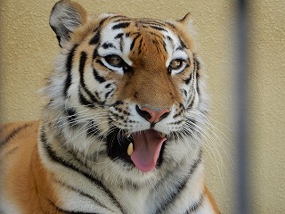 写真：6月16日ココア4