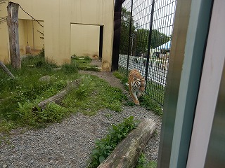 写真：6月26日ココア3