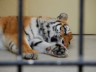 写真：5月1日ココア2