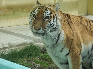 写真：5月12日ココア1