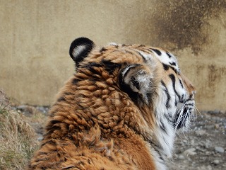 写真：4月1日ココア2