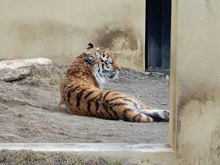 写真：4月1日ココア1