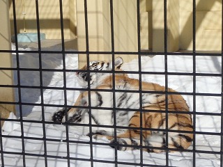 写真:2月4日ココア1