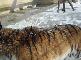 写真:2月4日ココア3