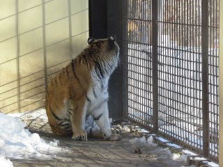 写真：1月15日ココア