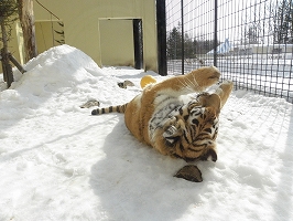 写真：3月7日ココア1