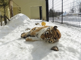 写真：3月7日ココア2