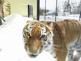 写真：2月27日ココア1