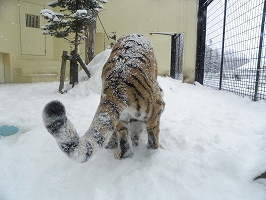 写真：12月25日ココアの様子