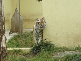 写真：9月5日ココアの様子1