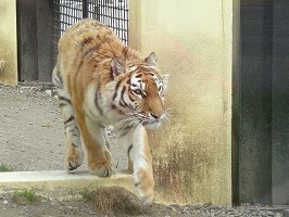 写真：5月18日ココアの様子