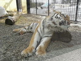 写真：4月6日ココアの様子