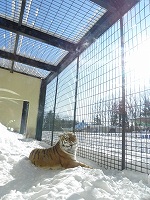 写真：2月3日ココアの様子2