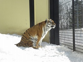 写真：2月9日ココアの様子