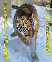 写真：二〇一二年も釧路市動物園とココアをよろしくお願いします