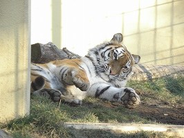 写真：12月2日ココアの様子