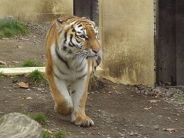 写真：10月22日ココアの様子