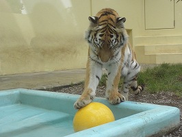 写真：9月4日ココア