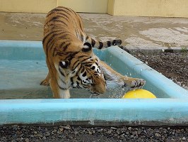 写真：8月11日ココアの様子1