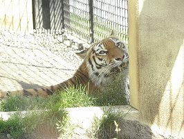 写真：7月9日ココアの様子