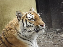 写真：6月5日ココアの様子