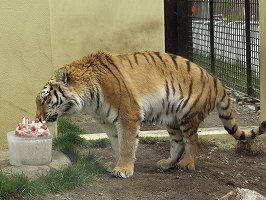 写真：5月22日ココアの様子