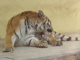 写真：4月10日ココアの様子