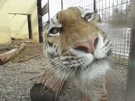 写真：4月16日ココアの様子