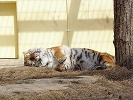 写真：3月8日ココアの様子