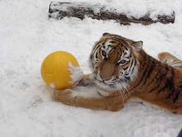 写真：2月18日ココアの様子1