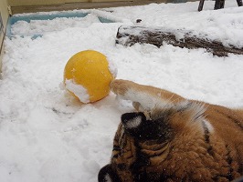 写真：2月18日ココアの様子4