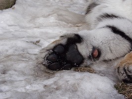 写真：ココアの足