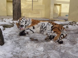 写真：1月23日ココアの様子2