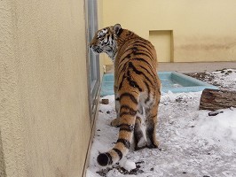 写真：元旦のココアの様子3