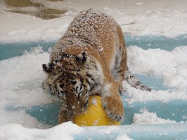 写真：12月18日ココアの様子1