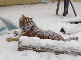 写真：12月18日ココアの様子2