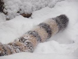 写真：12月18日ココアの様子3