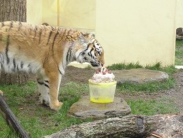 写真：ケーキの前に立つココア