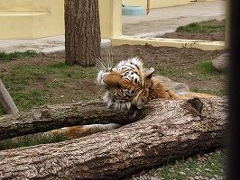 写真：5月9日ココアの様子1