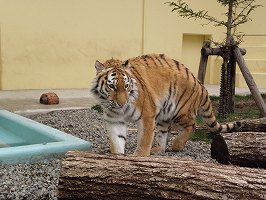 写真：5月9日ココアの様子2