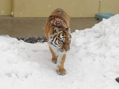 写真：3月10日ココアの様子1