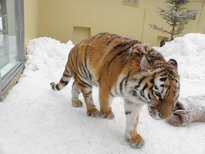 写真：3月10日ココアの様子2