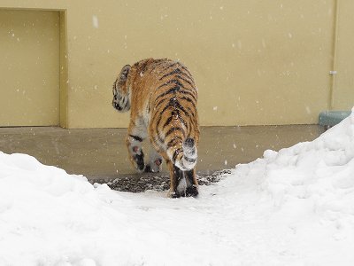 写真：3月10日ココアの様子4