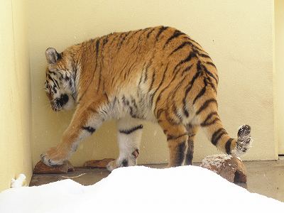 写真：3月22日ココアの様子1