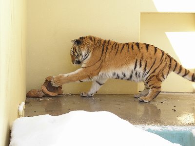 写真：3月22日ココアの様子4