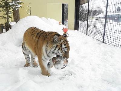 写真：2月1日ココアの様子1