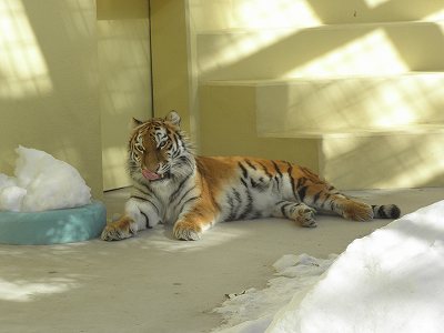 写真：2月13日ココアの様子1