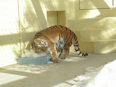 写真：2月13日ココアの様子2